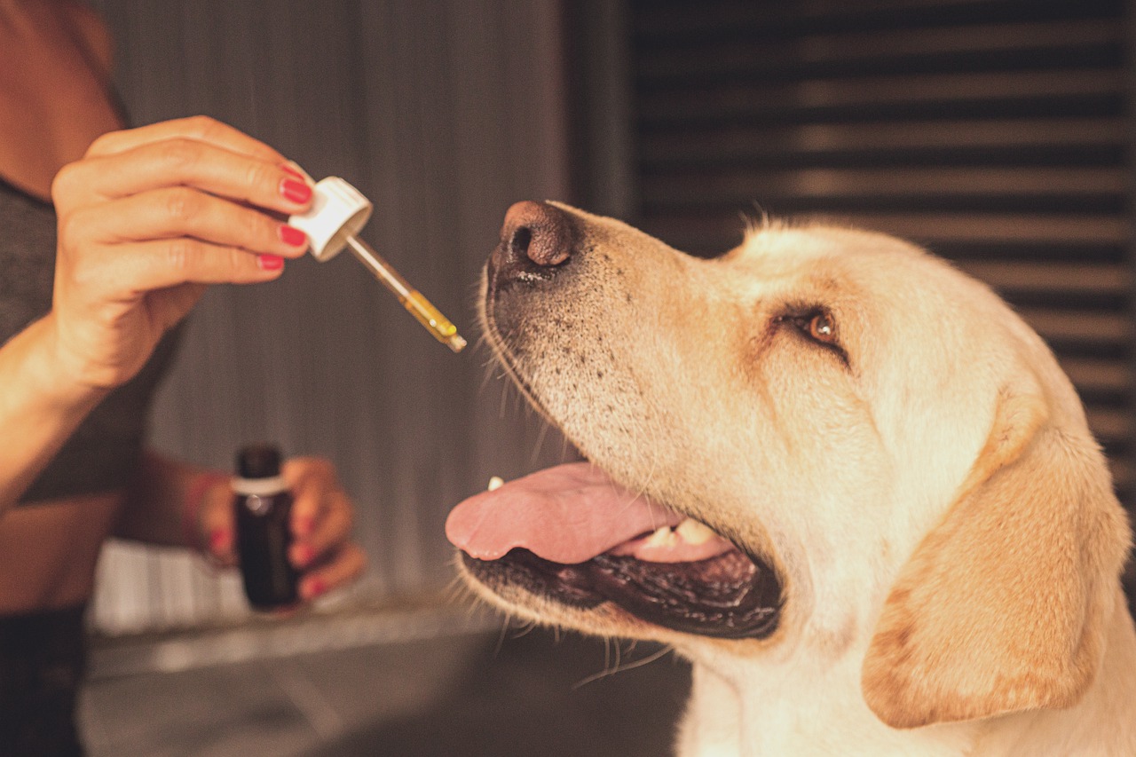 CBD oil for dogs - 5%, 10%, calming down on New Year’s Eve, fireworks, noise