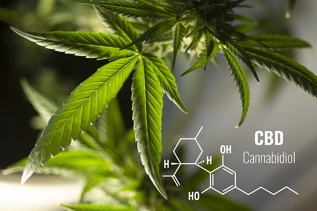 Der Schlüssel zum Erfolg ist der chemische Stoff Cannabidiol, das in Hanfpflanzen enthalten ist. Es reagiert mit dem Endocannabinoid-System im Körper. Das Endocannabinoid-System reguliert viele wichtige biologische Prozesse.