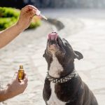 CBD oil for dogs - pain, anxiety, osteoarthritis, cancer, what products, dosage, benefits