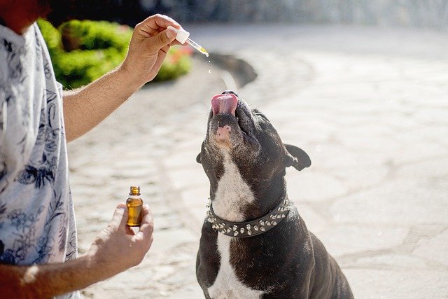 CBD oil for dogs - pain, anxiety, osteoarthritis, cancer, what products, dosage, benefits