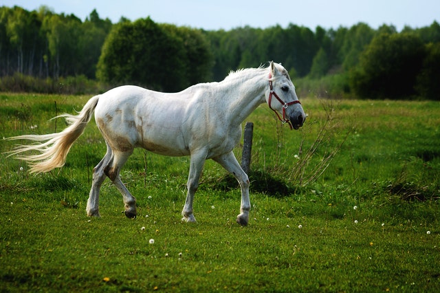 CBD Öl für Pferde mit Arthrose