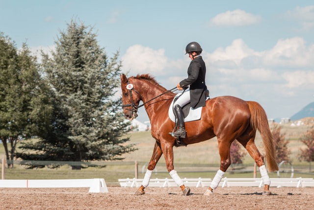 CBD oil for horses with anxiety