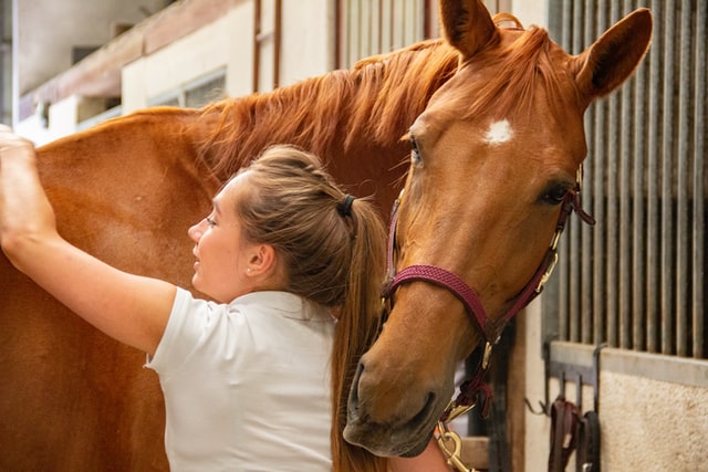 CBD oil for horses with Cushing's syndrome