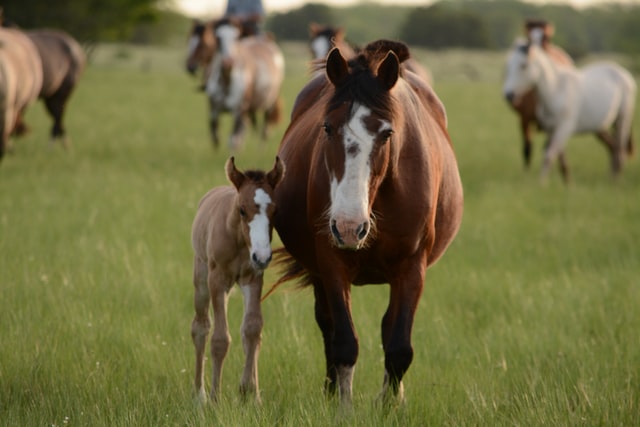 Dosage of CBD for horses